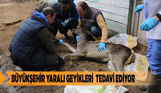 BÜYÜKŞEHİR YARALI GEYİKLERİ  TEDAVİ EDİYOR