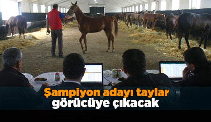 Şampiyon adayı taylar görücüye çıkacak