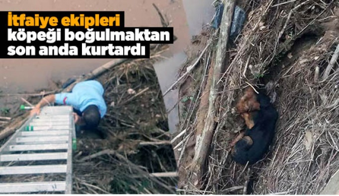 İTFAİYE EKİPLERİ YAVRU KÖPEĞİ BOĞULMAKTAN KURTARDI