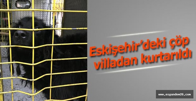 "Çöp ev"de mahsur kalan köpek kurtarıldı