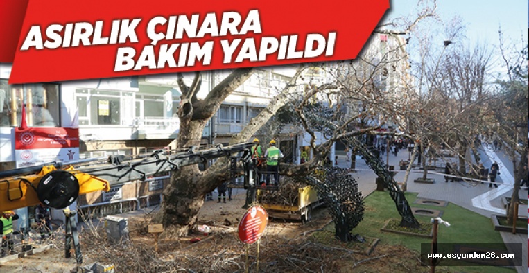 ASIRLIK ÇINARA BAKIM YAPILDI