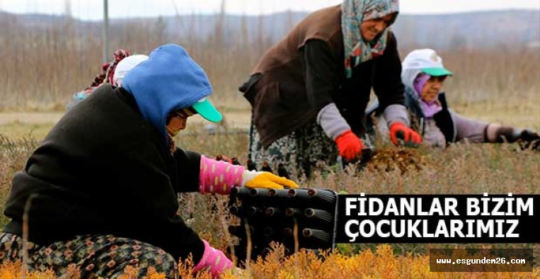 MİLYONLARCA TOHUMU KADINLAR FİDANA DÖNÜŞTÜRÜYOR