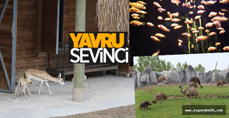 ESKİŞEHİR HAYVANAT BAHÇESİ’NDE YAVRU SEVİNCİ