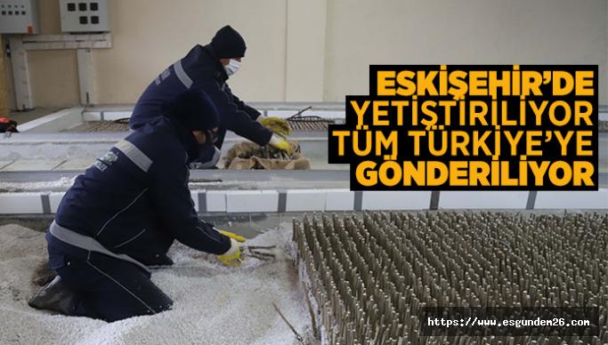 ESKİŞEHİR’DEN, TÜRKİYE’YE DUT FİDANI