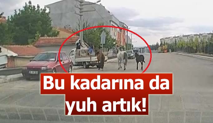 Kamyonetin arkasına bağladıkları atları acımasızca koşturdular