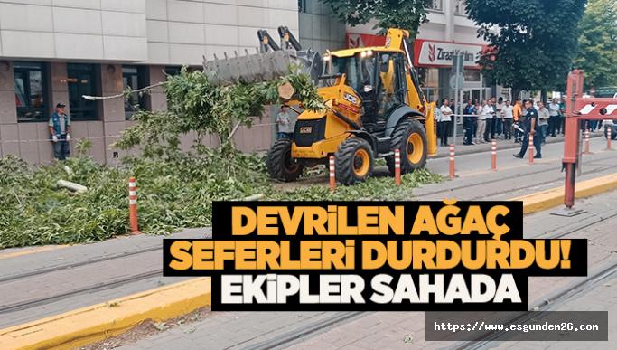 Eskişehir'de devrilen ağaç seferleri durdurdu! Ekipler sahada