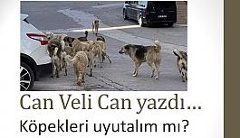 Köpekleri "uyutalım mı?"