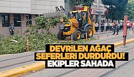 Eskişehir'de devrilen ağaç seferleri durdurdu! Ekipler sahada